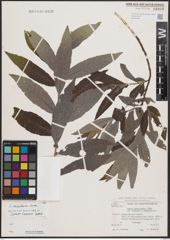 Foto von Salix dasyclados Wimm.